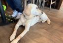 Volunteers desperately needed for guide dog charity