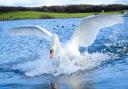 Swan lands on the boating pond at Irvine Beach Park, by Linda Corbett