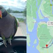 Dalry Darby: Missing Dreamcatcher Parrot shows up in Ayrshire