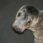 The young seal pup was found on rocks near Saltcoats