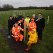 Council set to approve plans to plant over 100,000 trees in North Ayrshire