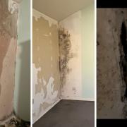 The black mould issue perisiting across multiple areas of the tennants room.