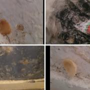 Some of the issues the resident has been experiencing in her home, including mushrooms growing from damp areas of the wall (top left and bottom right).