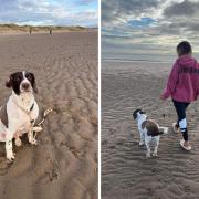 Oscar is back fully fit and enjoying walks along Irvine beach once again