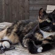 Pamela McCubbin's pet cat Anna was last seen on August 28
