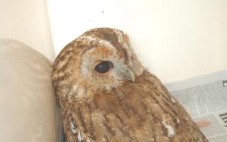 The  tawny owl suffers from an eye problem