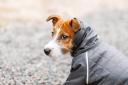 Met Office forecast sparks 'serious' warning to UK dog and cat owners