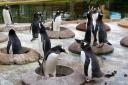 Gentoo penguins_ Photocredit RZSS
