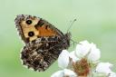 Grayling butterfly (Hipparchia semele) by Iain H Leach.