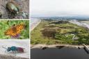 Wildlife groups have called for the Garnock Estuary to be given special protection as an important nature site. Photos: Iain Hamlin