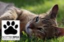 The Scottish SPCA have issued the warning following the death of a cat in Stewarton.