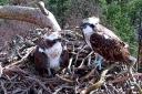 Ospreys NC0 and LM12 returned to their Perthshire nest on March 17