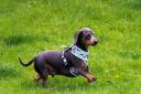 A Dachshund gets ready to party-