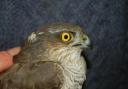 The injured sparrowhawk