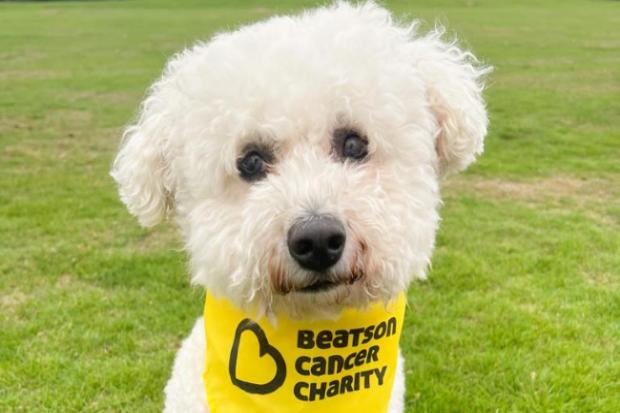 Irvine pooch who  'saved owner's life' becomes cancer charity's new Ambassadog
