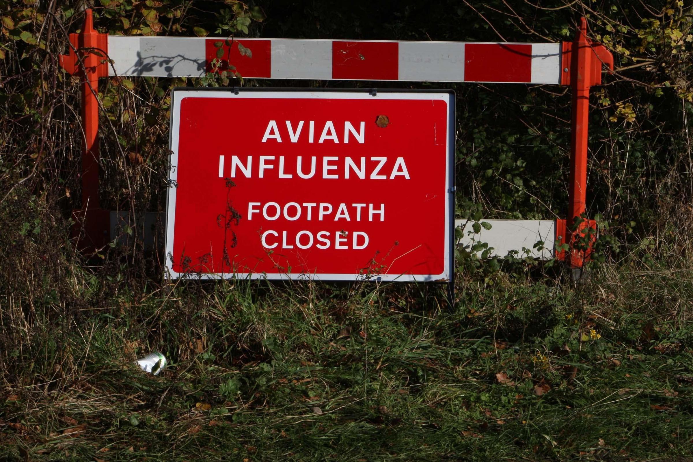 Northern Ireland experiencing 'largest ever' avian flu outbreak in UK - Vimarsana News