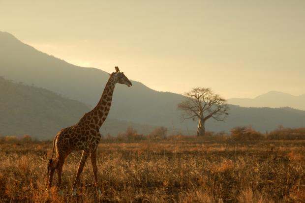 Irvine Times: A giraffe walking through the plains. Credit: Canva