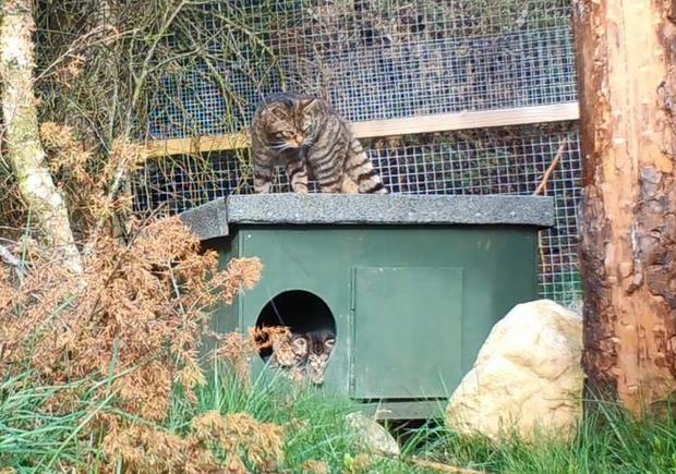 Irvine Times: Droma with wildcat kittens in a nest box , which will likely be among the first of their species to be released into the wild in Britain, have been born in the Saving Wildcats conservation breeding for release centre at the Royal Zoological Society of Scotland’s Highland Wildlife Park. Credit: RZSS/Saving Wildcats/PA