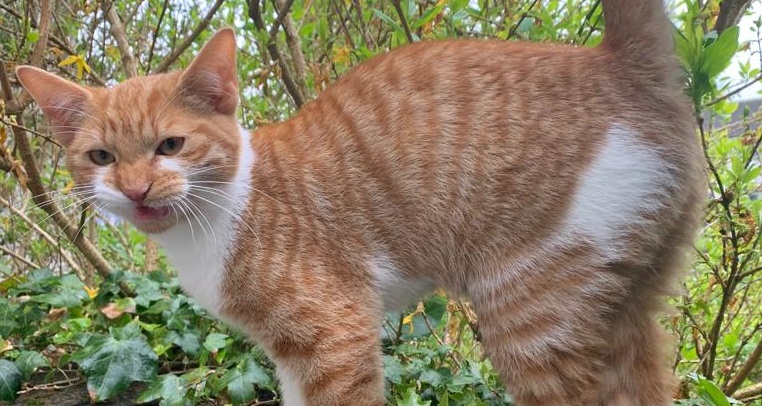 Missing pet Irvine: Family's plea for help finding kitten Jack - Vimarsana News