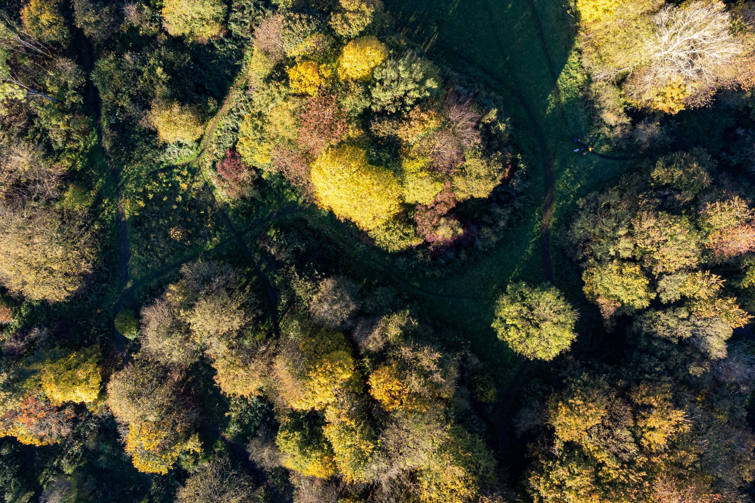 UK consumption putting enormous pressure on world's forests, MPs warn - Vimarsana News