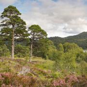 Undated handout photo issued by Trees for Life of Glen Affric in the Scottish Highlands. Up to half-a-million acres of the Scottish Highlands are in line for rewilding following the launch of a project. Issue date: Friday September 24, 2021..