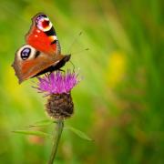 A peacock butterfly atop a thistle.