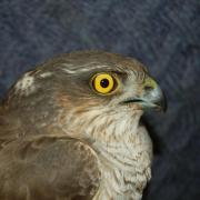 The injured sparrowhawk